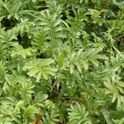 mochna husí - náhled 2