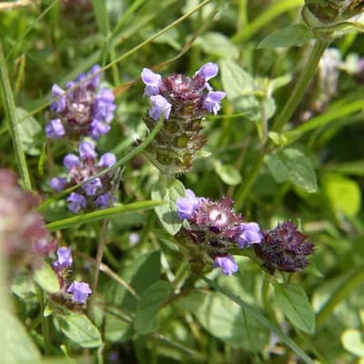 černohlávek obecný - náhled 3