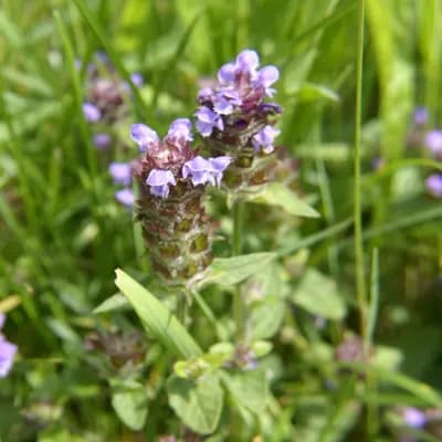 černohlávek obecný - náhled 2