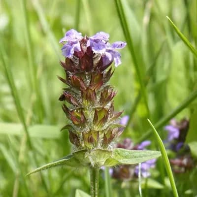 černohlávek obecný - náhled 1