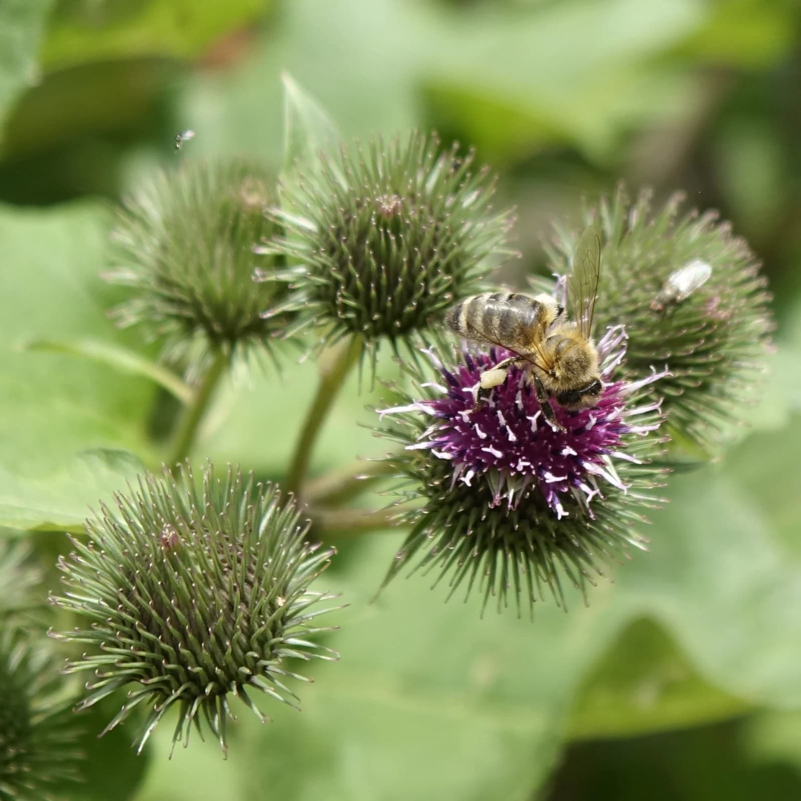 lopuch větší - obrázek 1