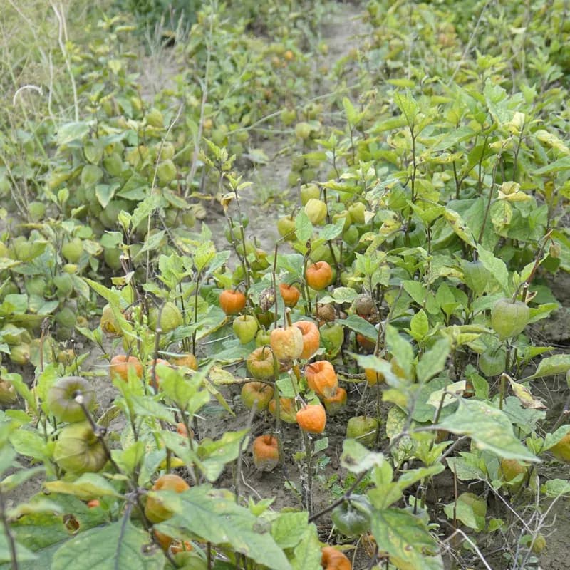 mochyně židovská třešeň