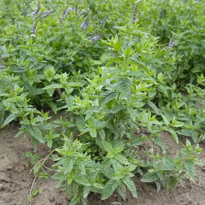 máta klasnatá - náhled 3