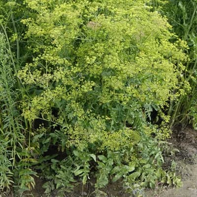 pastinák setý - náhled 3