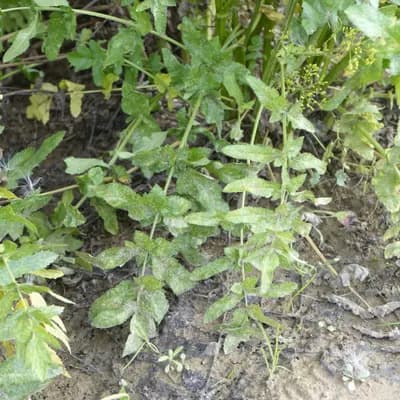 pastinák setý - náhled 2