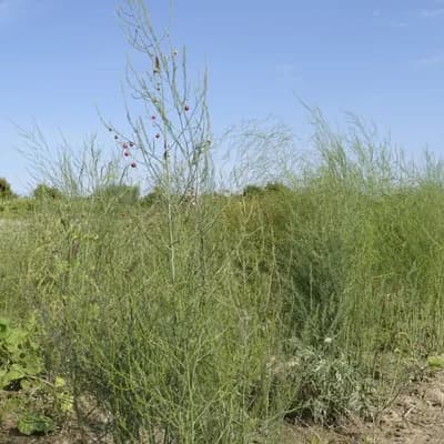 chřest lékařský - náhled 3