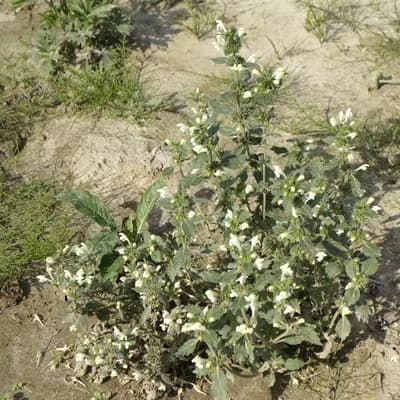 konopice bledožlutá - náhled 3