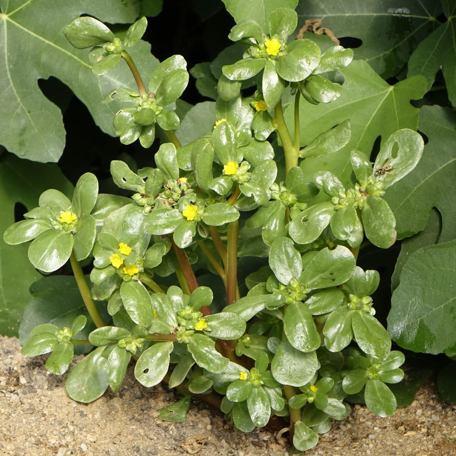 šrucha zelná setá - obrázek 1