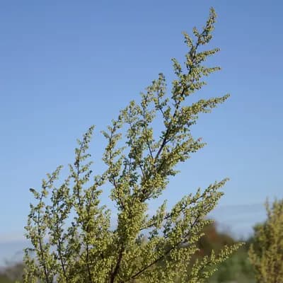 pelyněk roční - náhled 1