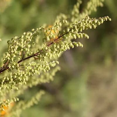 pelyněk roční - náhled 2