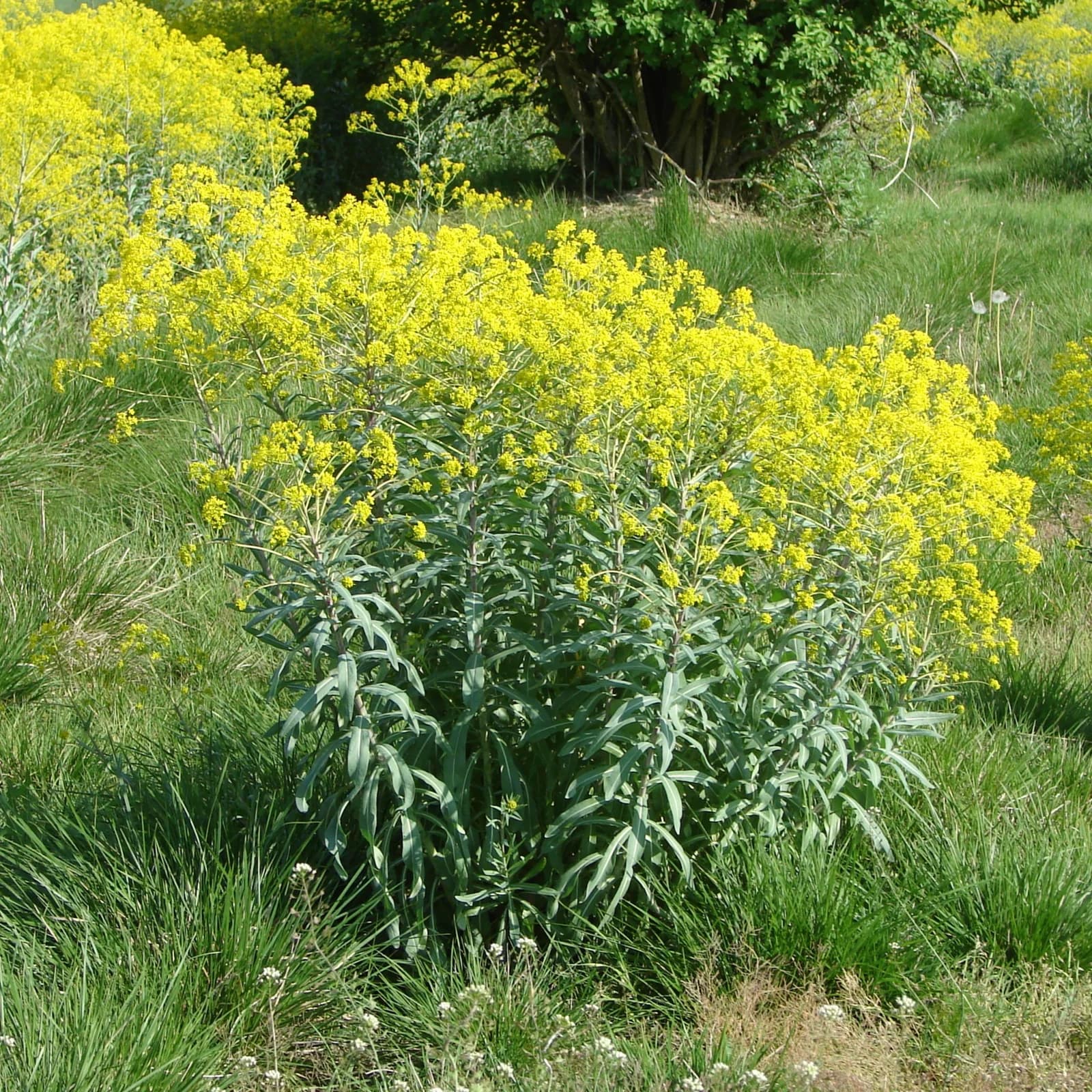 boryt barvířský - obrázek 1