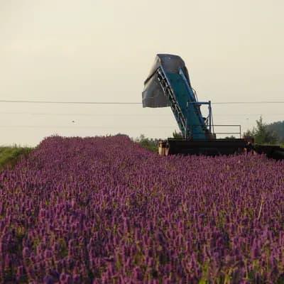 bukvice lékařská - náhled 3