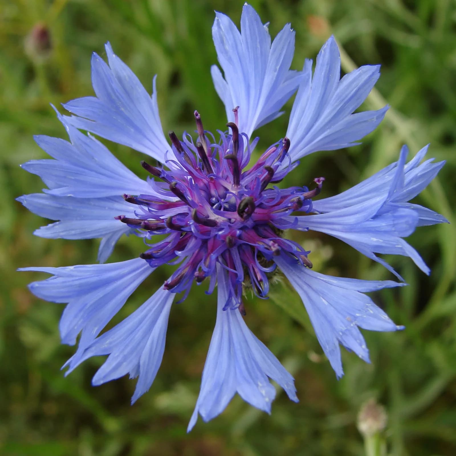 chrpa modrá - obrázek 1