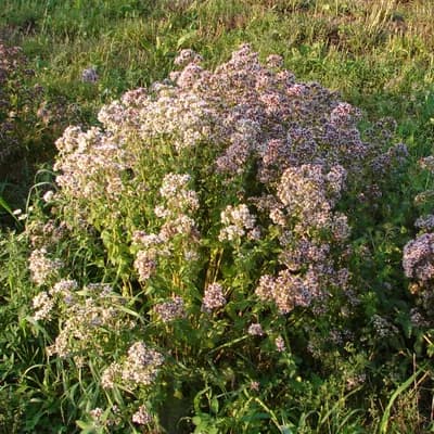 dobromysl obecná - náhled 4