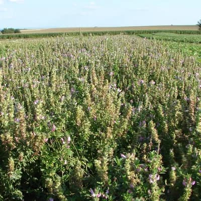 jehlice rolní - náhled 2