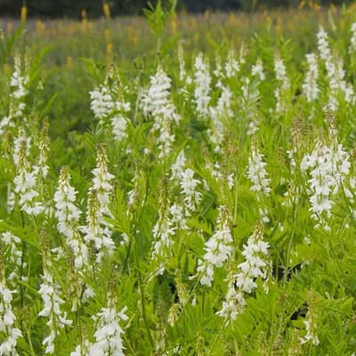 jestřabina lékařská - náhled 3