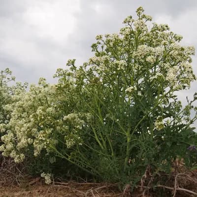 katrán tatarský - náhled 2