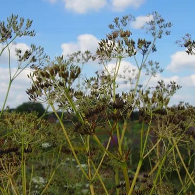 kerblík lesní - náhled 2