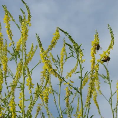 komonice lékařská - náhled 2