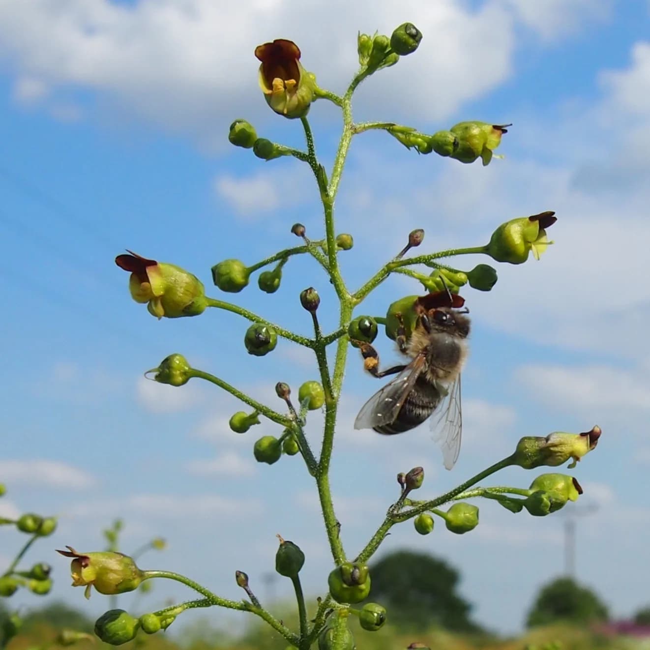 krtičník hlíznatý - obrázek 1