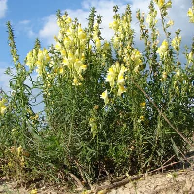 lnice květel - náhled 3