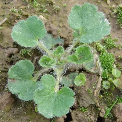 lomikámen zrnatý - náhled 2