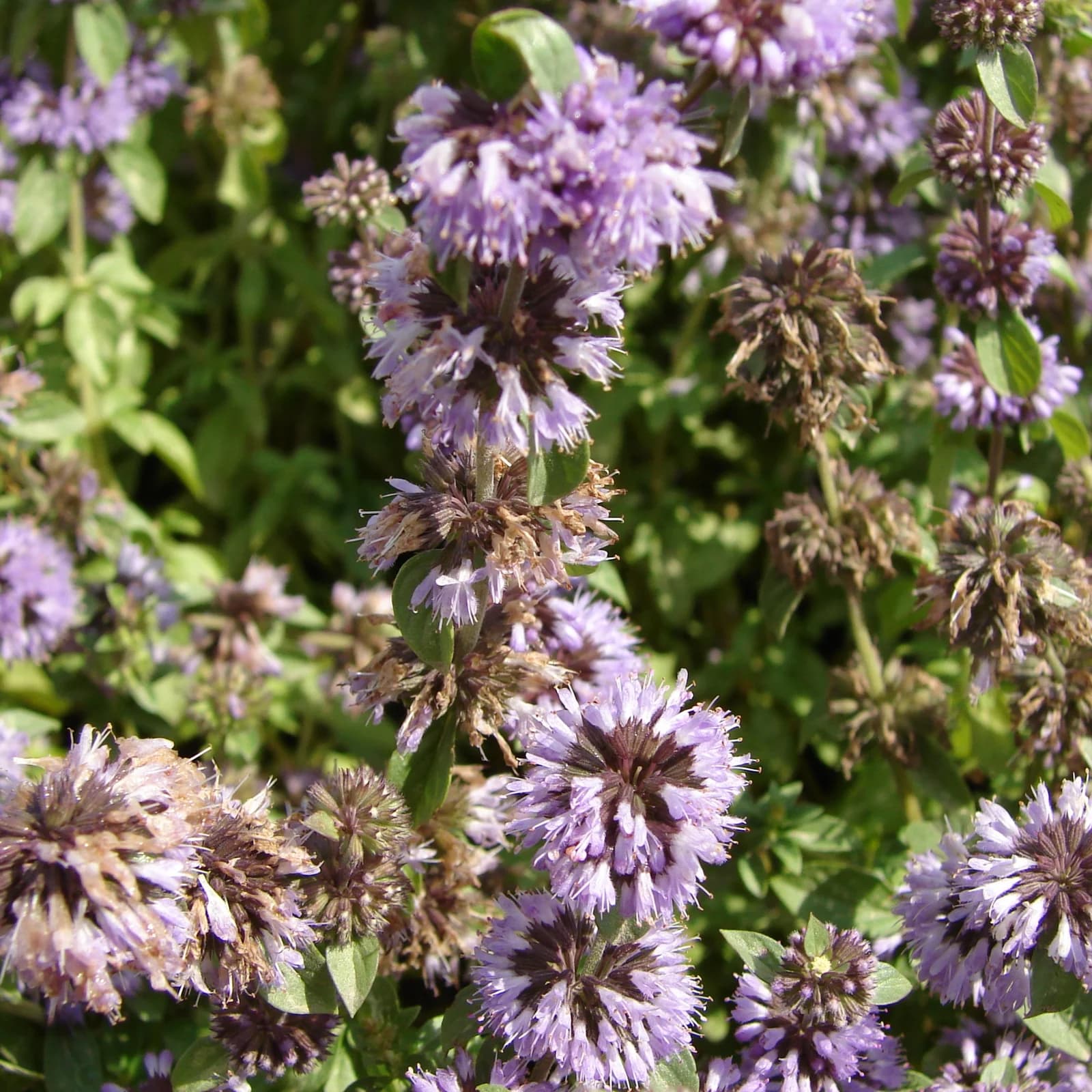 máta polej - obrázek 1