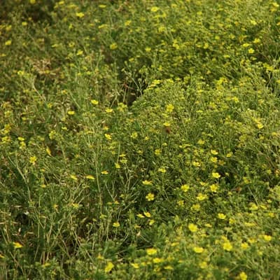 mochna stříbrná - náhled 2