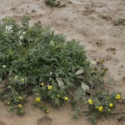 mochna stříbrná - náhled 1