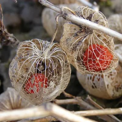 mochyně židovská třešeň - náhled 4