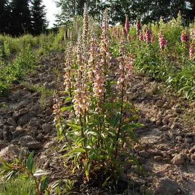 náprstník vlnatý - náhled 2