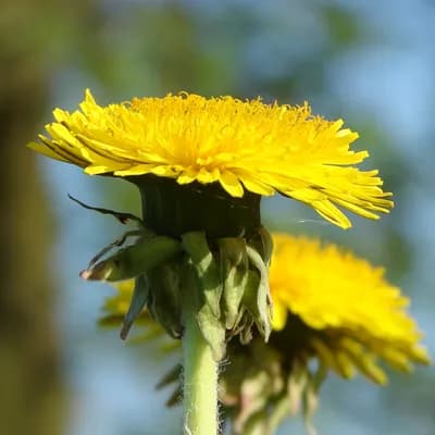 pampeliška lékařská - náhled 1