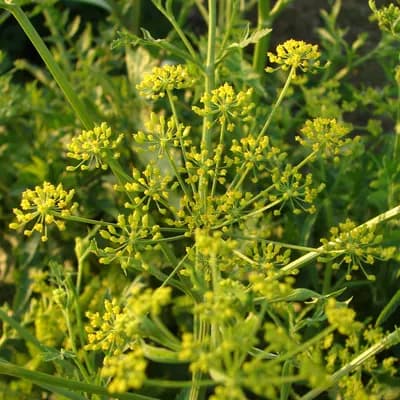 pastinák setý - náhled 1