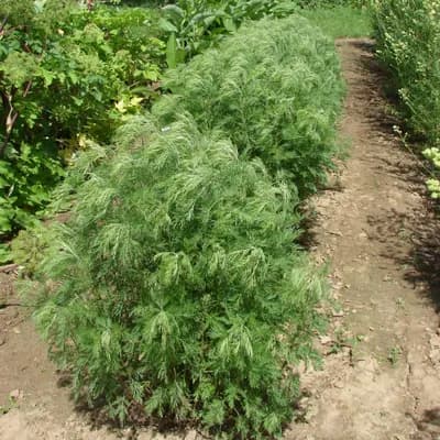 pelyněk brotan - náhled 2