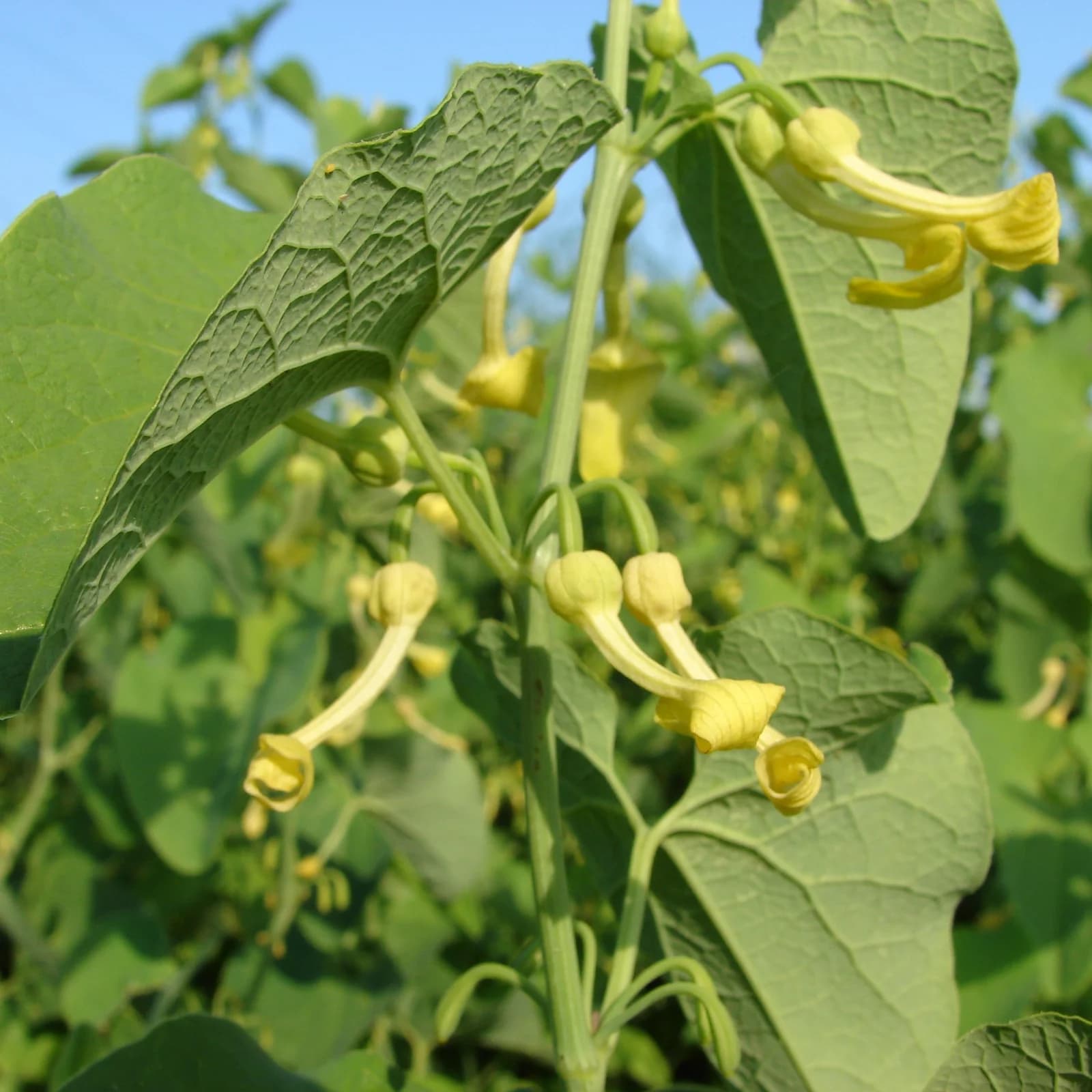 podražec křovištní - obrázek 1