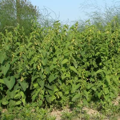 podražec křovištní - náhled 3