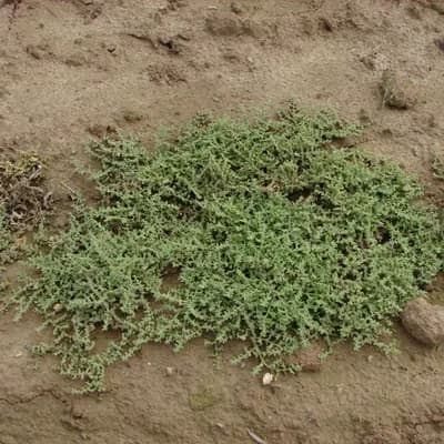 průtržník chlupatý - náhled 2