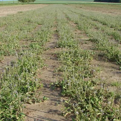 rozrazil lékařský - náhled 3