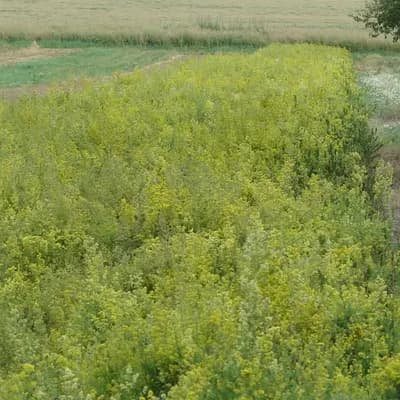 svízel syřišťový - náhled 2