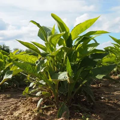 třapatkovka nachová - náhled 4