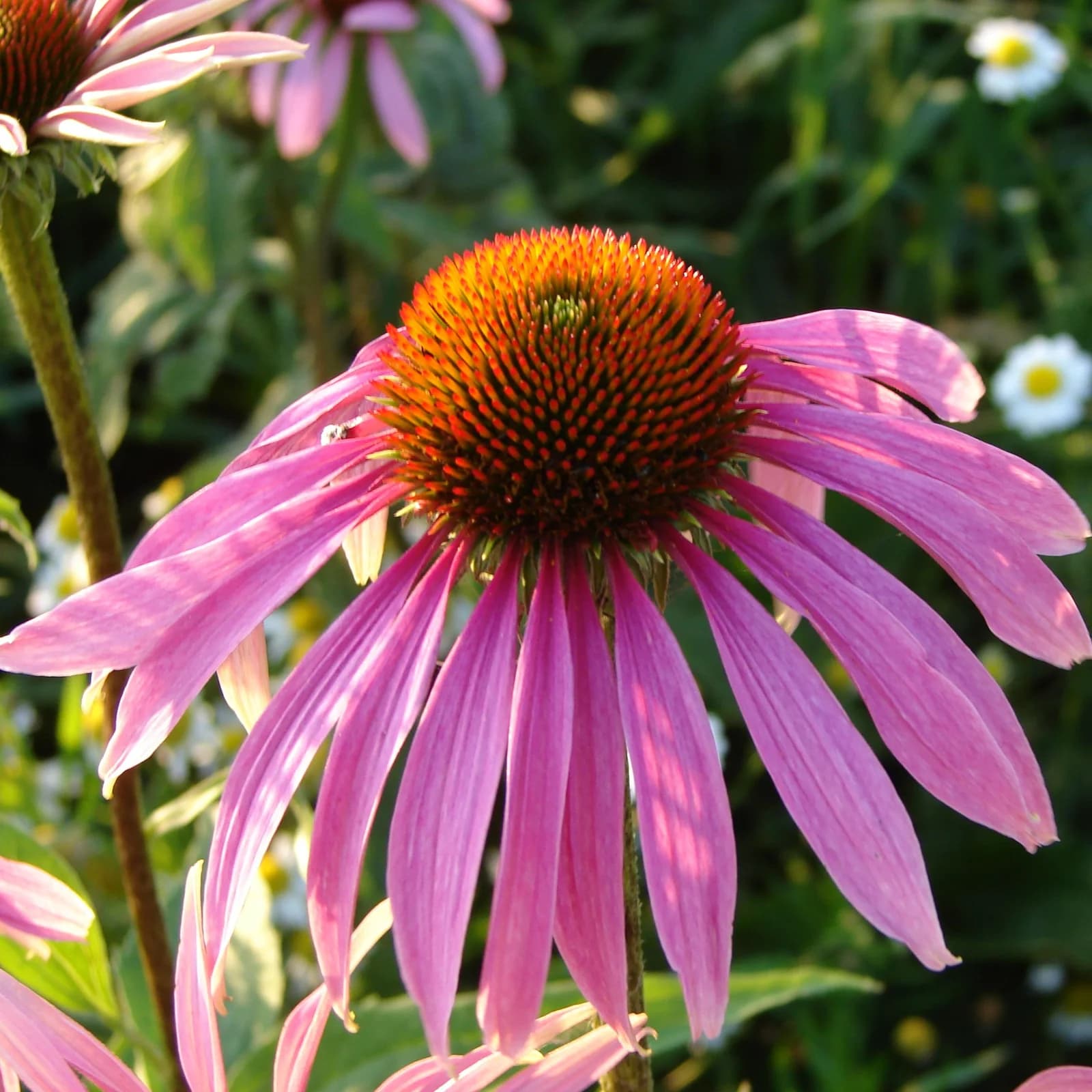třapatkovka nachová - obrázek 1