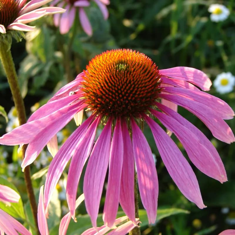 třapatkovka nachová