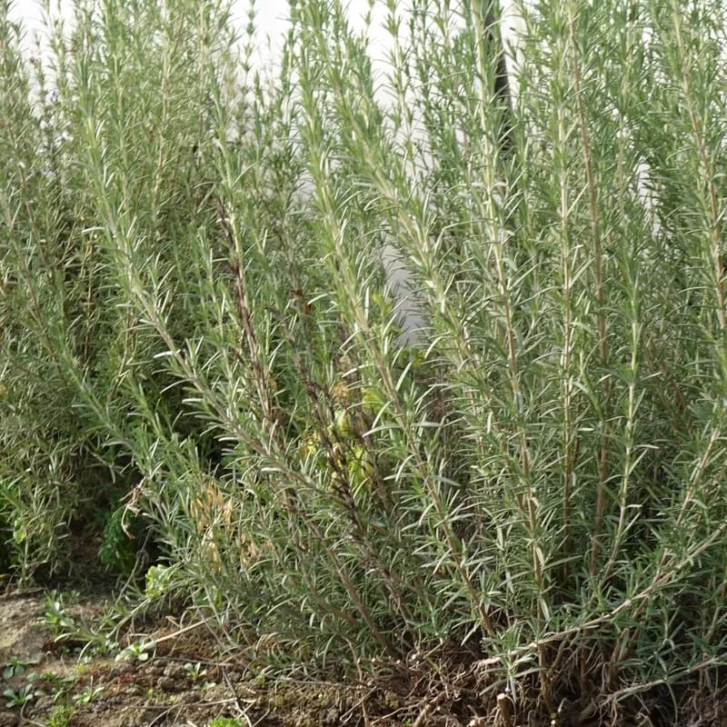 rozmarýn lékařský