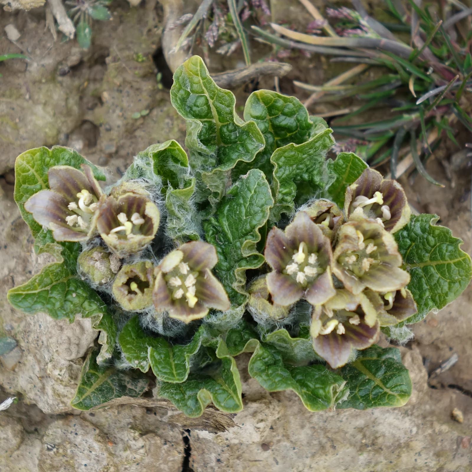 mandragora lékařská - obrázek 1