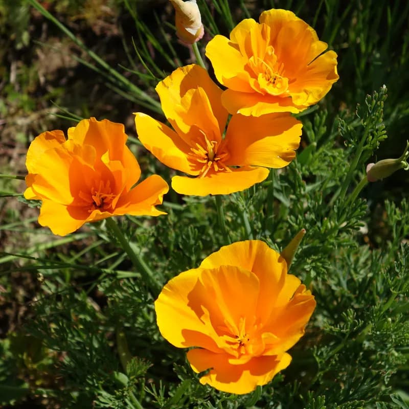 sluncovka kalifornská