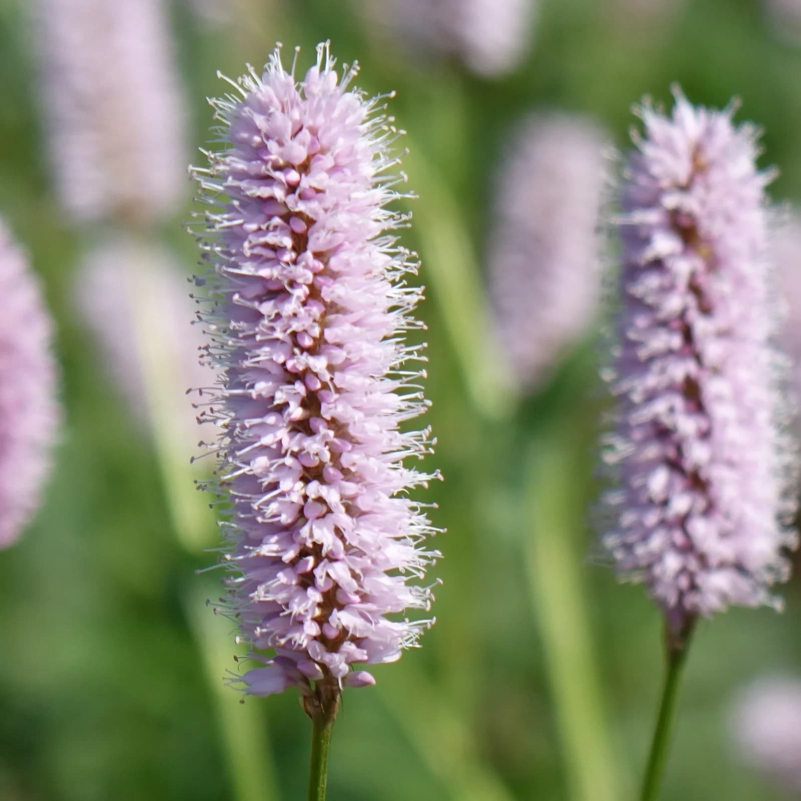 rdesno hadí kořen - obrázek 1