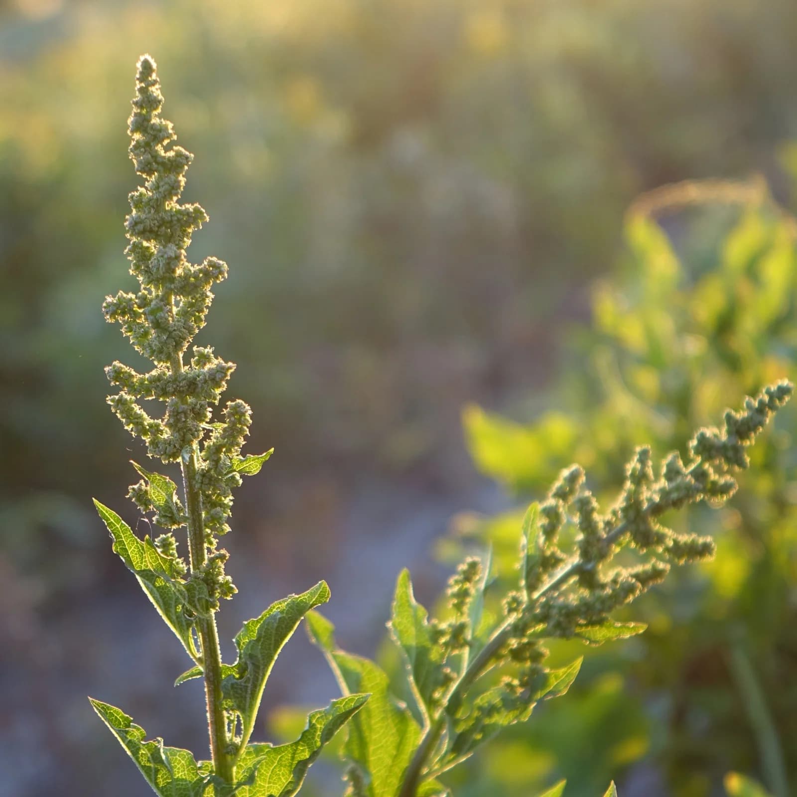 merlík všedobr - obrázek 1