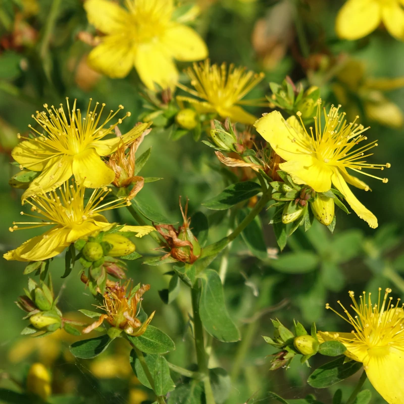 třezalka tečkovaná - obrázek 1