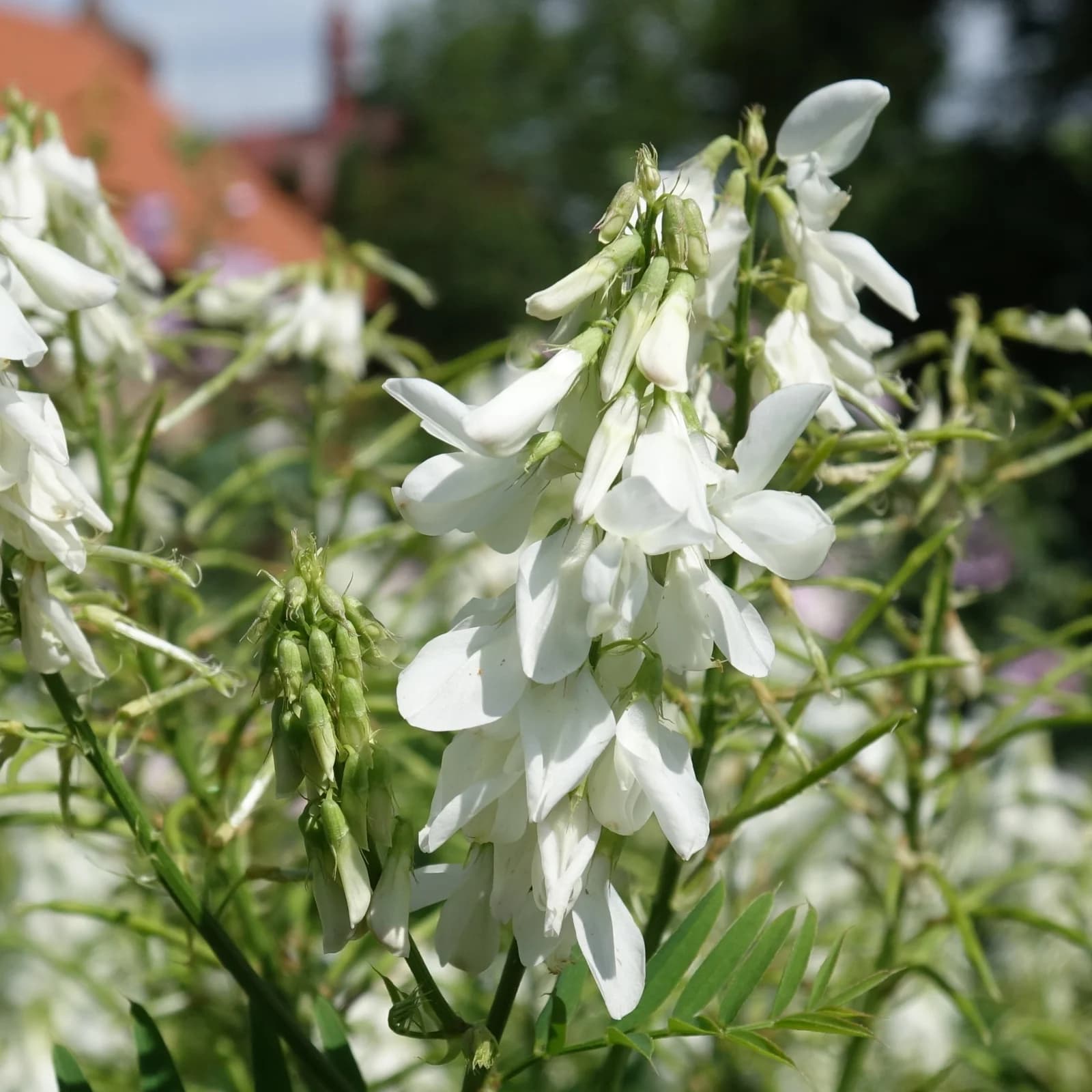 jestřabina lékařská - obrázek 1