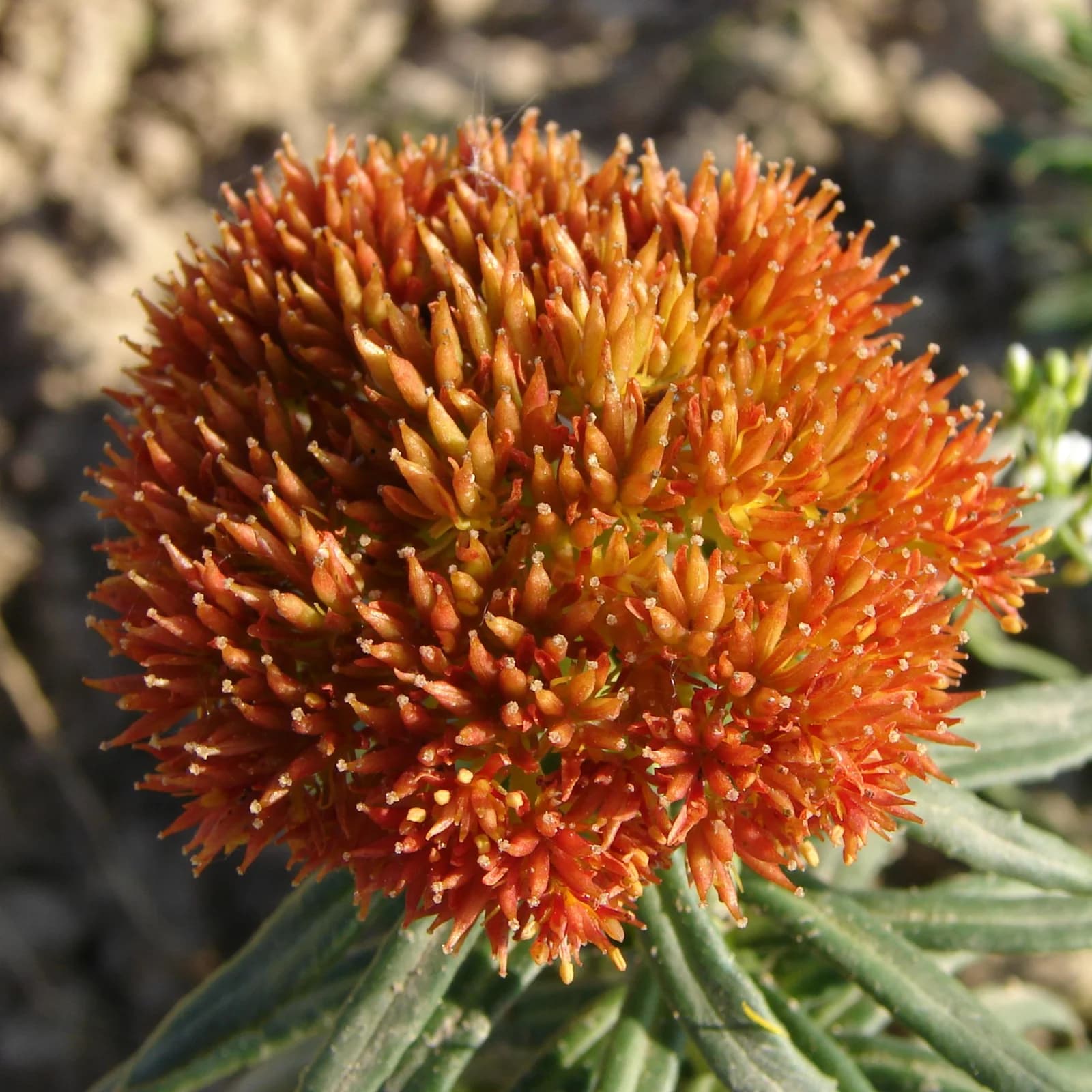 rozchodnice růžová - obrázek 1